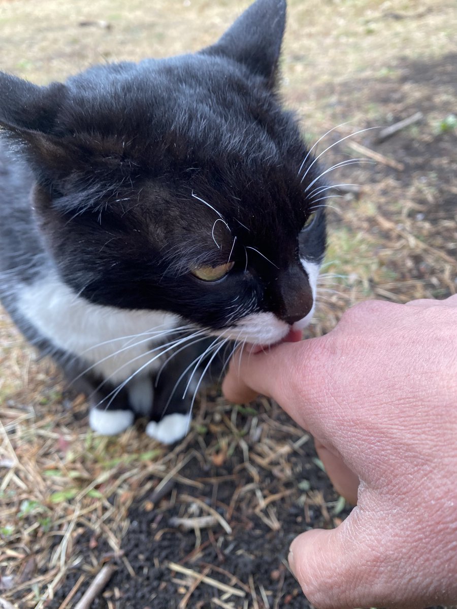 にゃん太郎 (@nyannyan__taro) / Posts / X