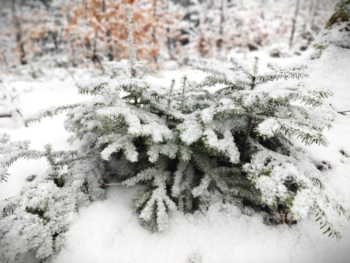 RNP_Romsilva's tweet image. 🌱📸 Pădurile nu ”dispar”, se regenerează ‼

❄ 🌳Astăzi vă prezentăm astăzi imagini cu păduri tinere, regenerate natural, aflate în diferite stadii de dezvoltare și protejate de stratul gros de zăpadă, la Ocolul Silvic Râșca din cadrul #Romsilva

#Romania #forestry #păduri