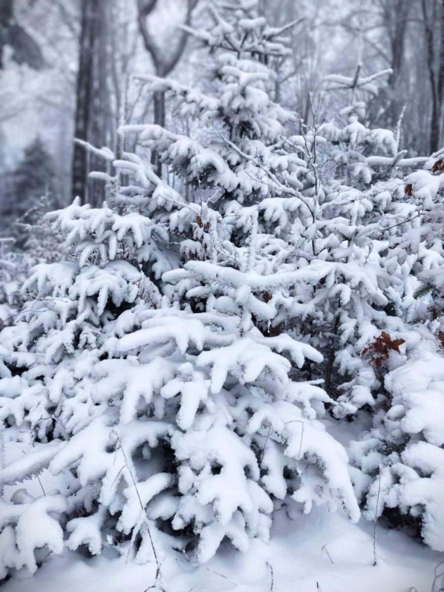 RNP_Romsilva's tweet image. 🌱📸 Pădurile nu ”dispar”, se regenerează ‼

❄ 🌳Astăzi vă prezentăm astăzi imagini cu păduri tinere, regenerate natural, aflate în diferite stadii de dezvoltare și protejate de stratul gros de zăpadă, la Ocolul Silvic Râșca din cadrul #Romsilva

#Romania #forestry #păduri