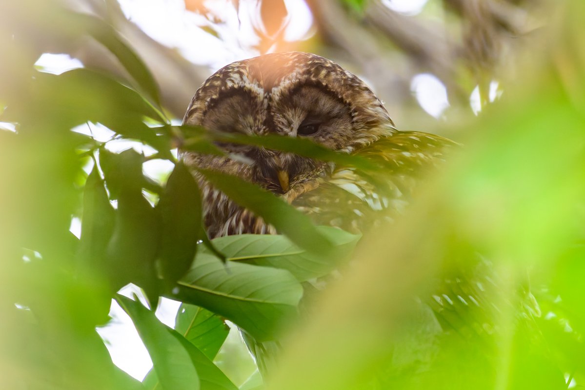 やっと撮れた、今日のフクロウさん🦉😆 探してもなかなか見つからない