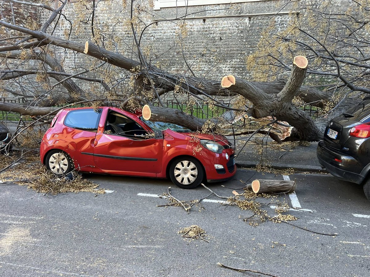 💨 La tempête Nils abat de nombreux arbres dans les rues de Perpignan avec des rafales atteignant 149 km/h ! On a mesuré jusqu'à 180 km/h à Caixas dans les Aspres ! (© Arpy Cod)