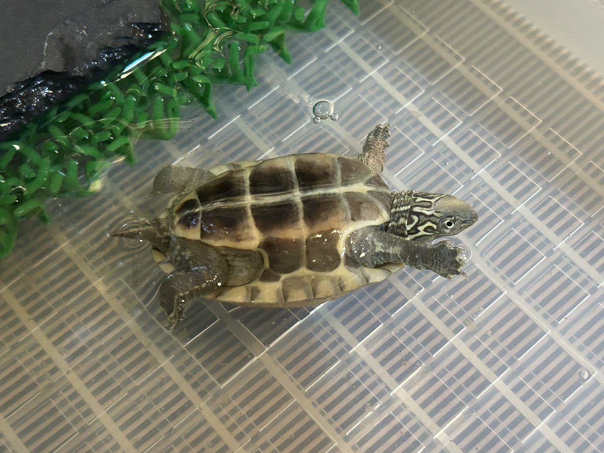 Quanta_Rep's tweet image. 心臓に悪いからそういうのヤメレ。いつからそうなってんだよ。
#クサガメ