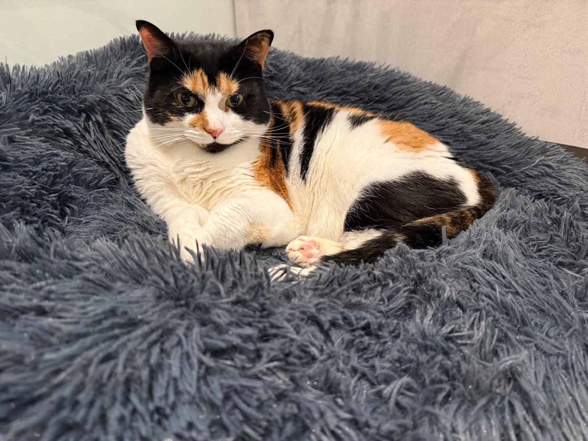 Tilly, nice and cozy in my fluffy bed, it’s cold out so I’m not going out there freezing my paws 🐾 have a good day furry friends and stay cozy 🥰🐾🥰🐾