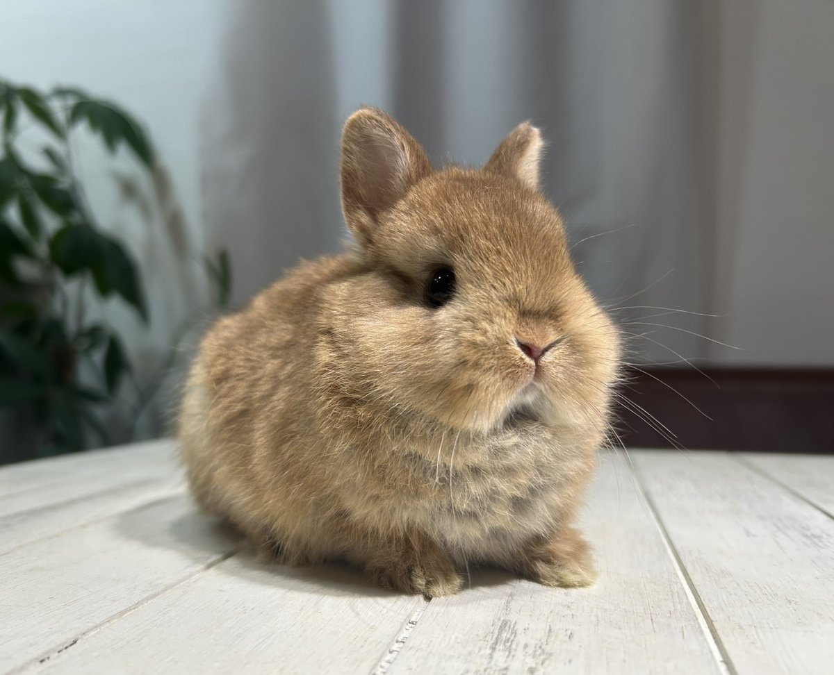 ふわふわ、コロコロのネザーの姉弟がデビューしました✨️🐰💓 ※詳細は