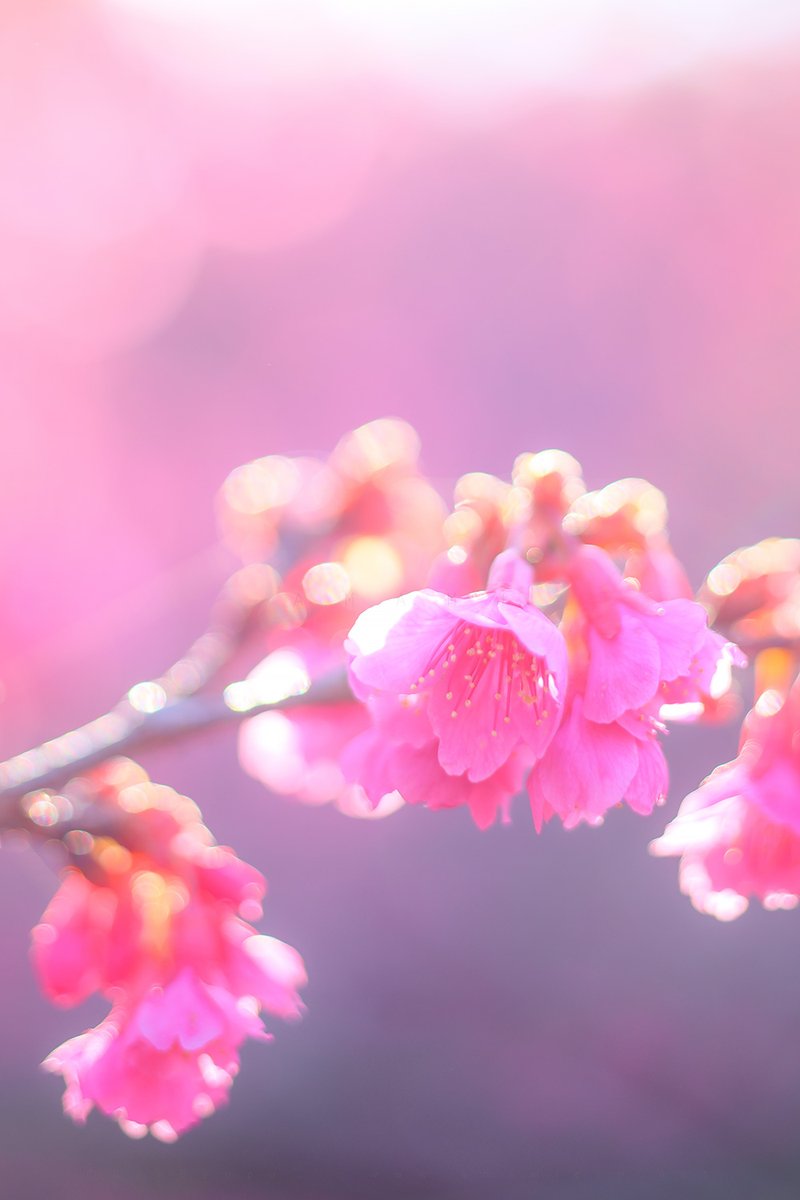 ryo_beppu's tweet photo. 奄美の桜は見頃を迎えたので晴れが続くといいな https://t.co/NSZgWL0oo8