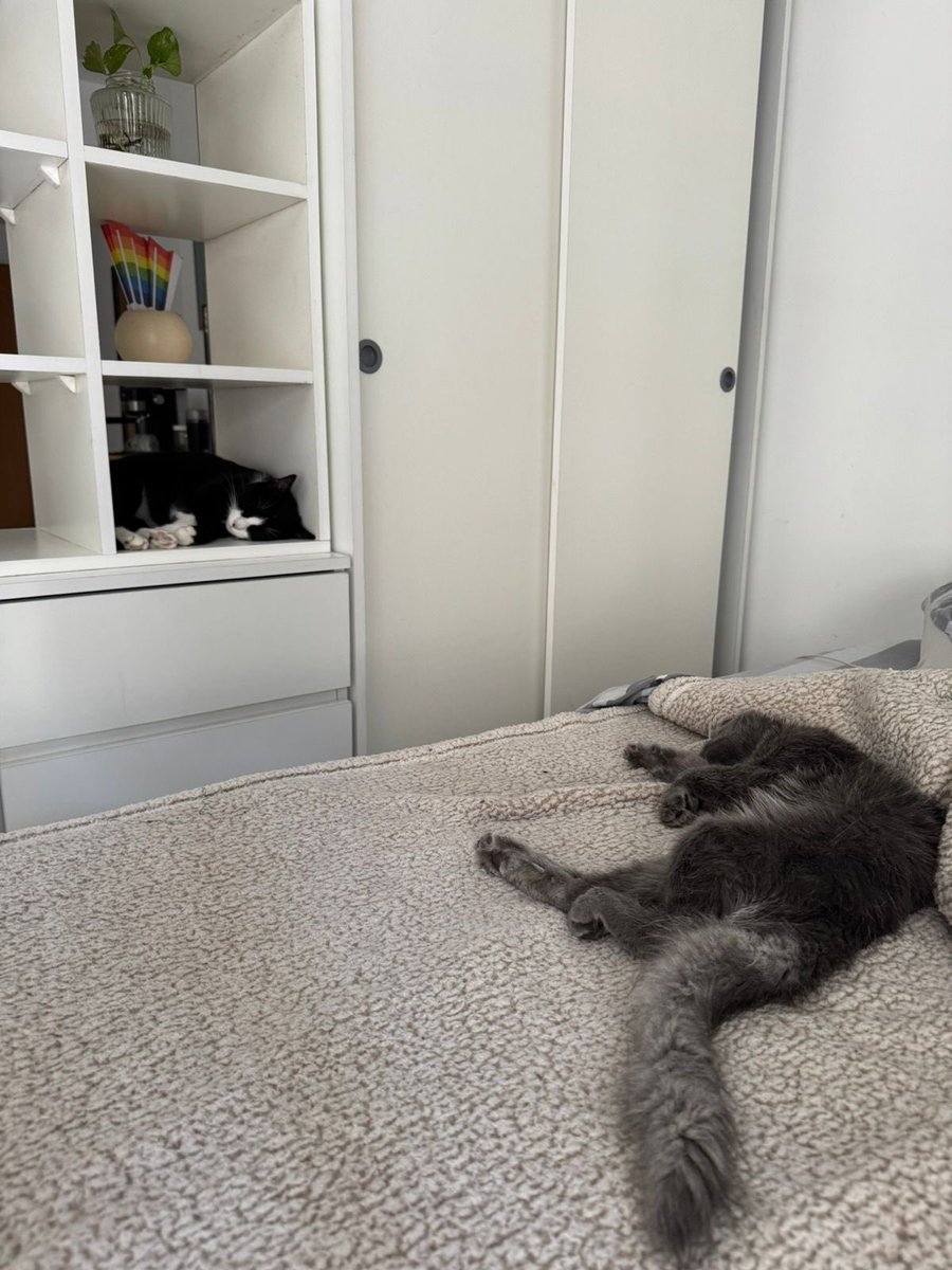 Dejé a pulga en lo de una amiga y creo que se enamoró