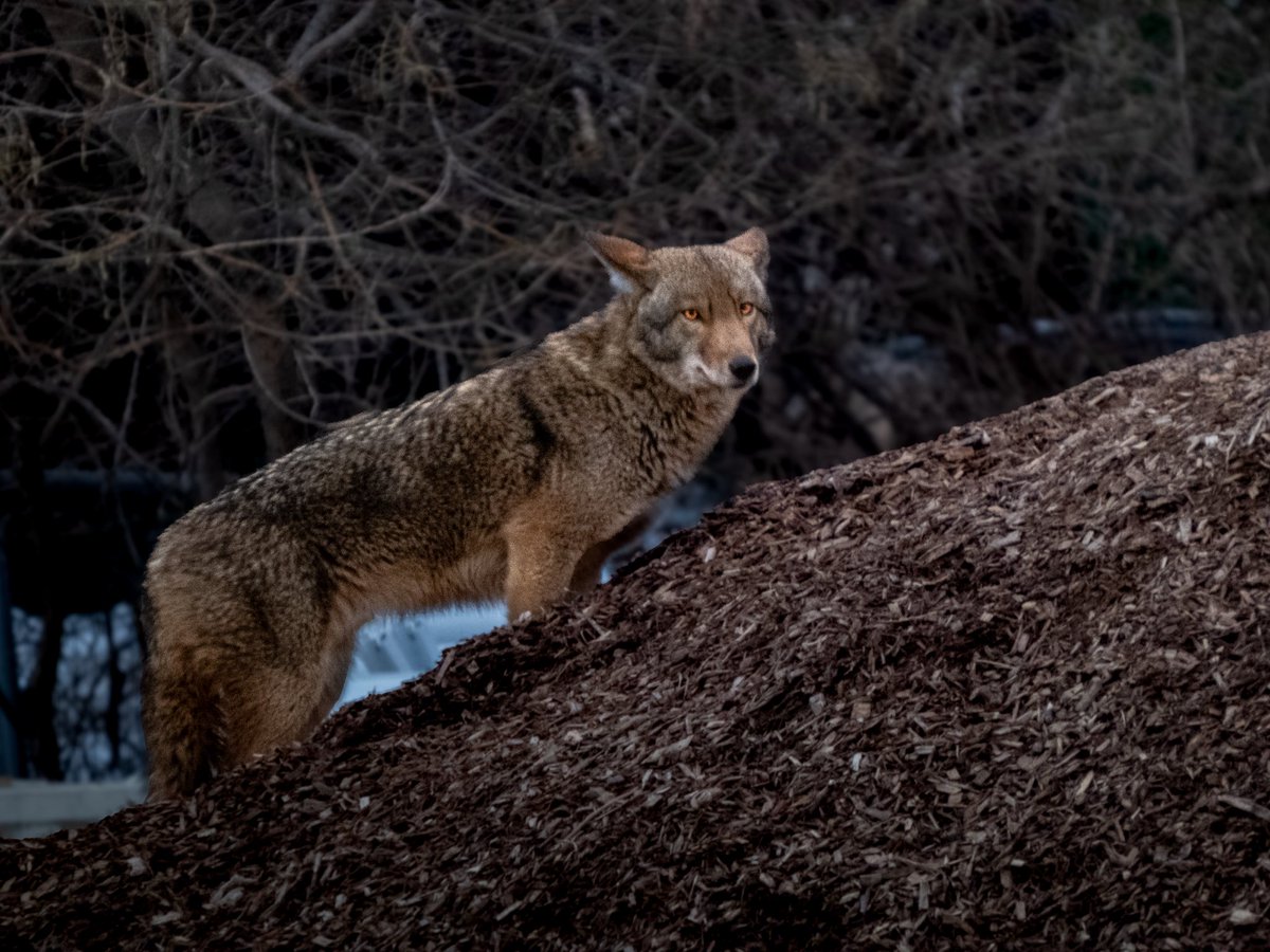 kicks126's tweet photo. Excited to share my very first coyote photo taken in Central Park. I saw both Romeo and Juliet the other day and I believe that this is Romeo as he was the significantly larger coyote. Taken from a respectful distance with a very slow shutter speed with my bridge camera. #birdcpp https://t.co/FJpk5K0LtF