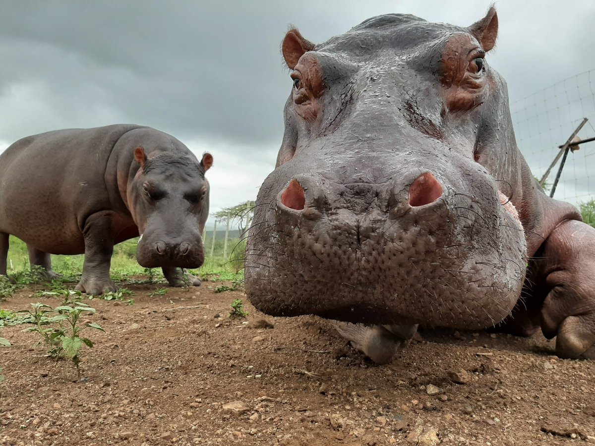A throwback close-up of hippo orphans Charlie and Moomin to celebrate #WorldHippoDay 🦛