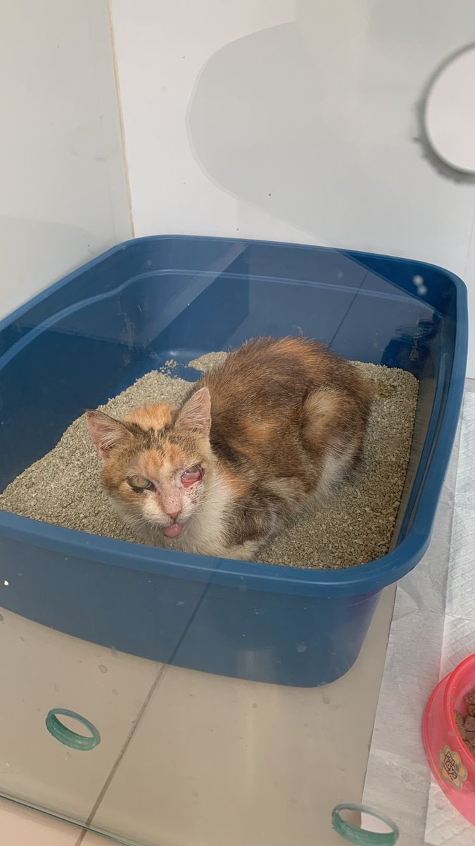 Gatinhos da Di 🐈 Abrigo Davi tweet media