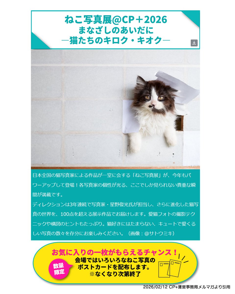 CP+2026 来場者向けメール（2/12配信）に、ねこ写真展@CP+2026が掲載されました📷✨
（しかも…サトウミキ作品も…ありがとうございます…！）
会場では作家有志の無料ポストカード配布あり🎁
私は作品「おすまし」のCP+版ポスカを用意しています。
在廊：2/28・3/1
📍パシフィコ横浜