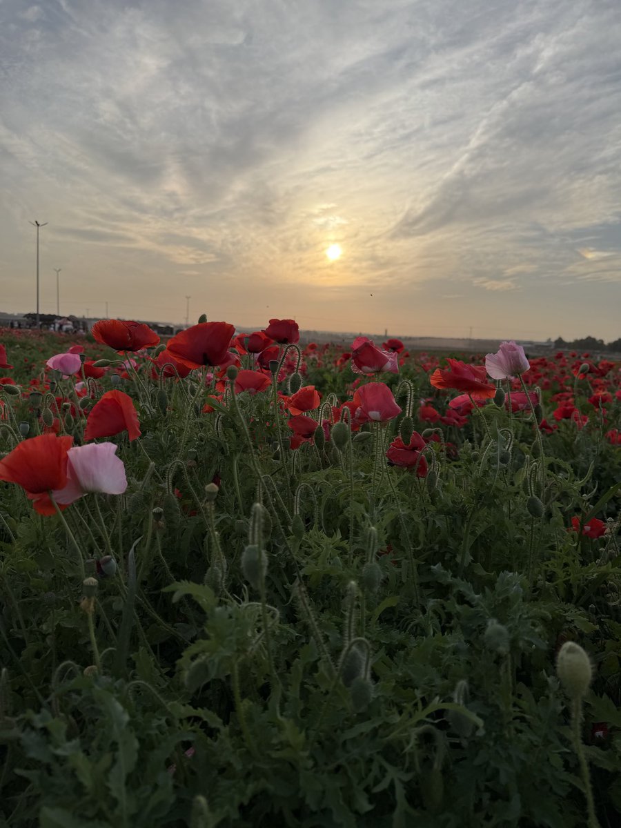 أريـــج | تصميم جرافيك tweet media