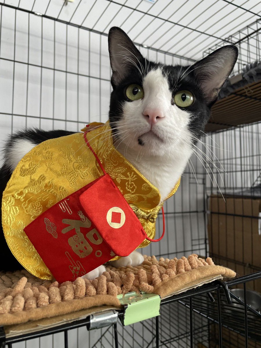 ต้าซั่วต้าซั่ว ปู้เย้าหลาย ❤️🧧 #มิ้วมิ้ว_Johnjud