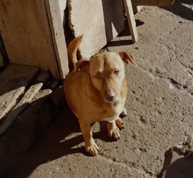 zmijolika's tweet photo. Žuća i dalje čeka
Rt rt rt 🐾 https://t.co/iVGm8ezaHP