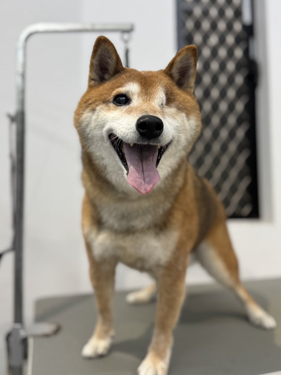 da capo POWDERDOGSTYLEtrim (@powderdogtrim) / Posts / X