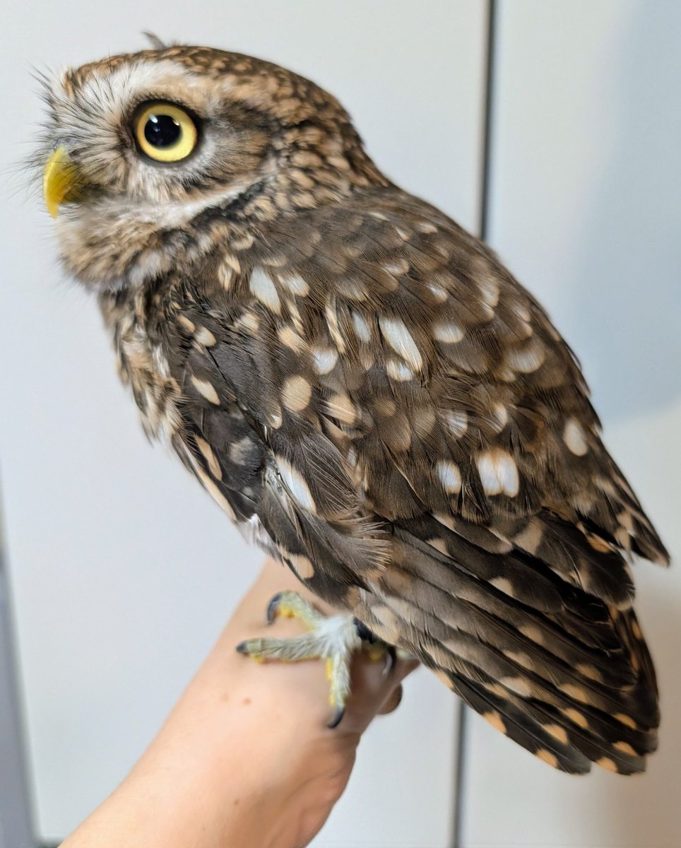 水浴びしたよ✨️
乾かす前　　　　　　乾かした後