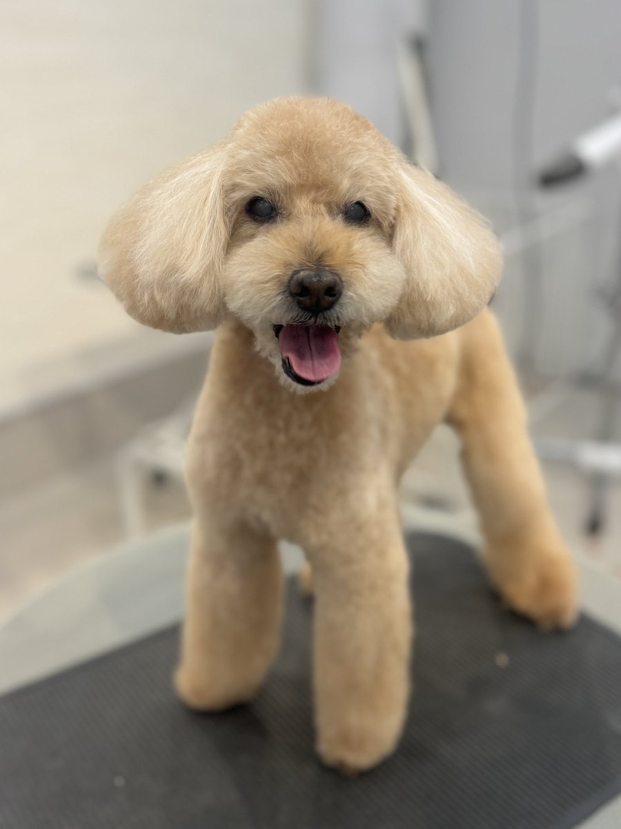 da capo POWDERDOGSTYLEtrim (@powderdogtrim) / Posts / X