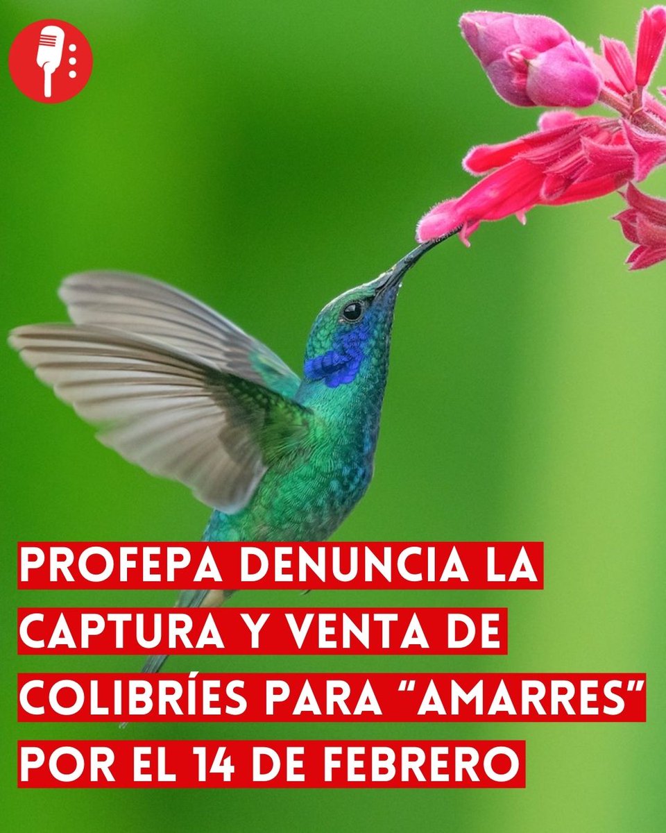 Los Reporteros MX tweet media