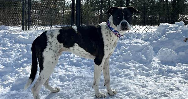 Sun Chron Mansfield tweet media