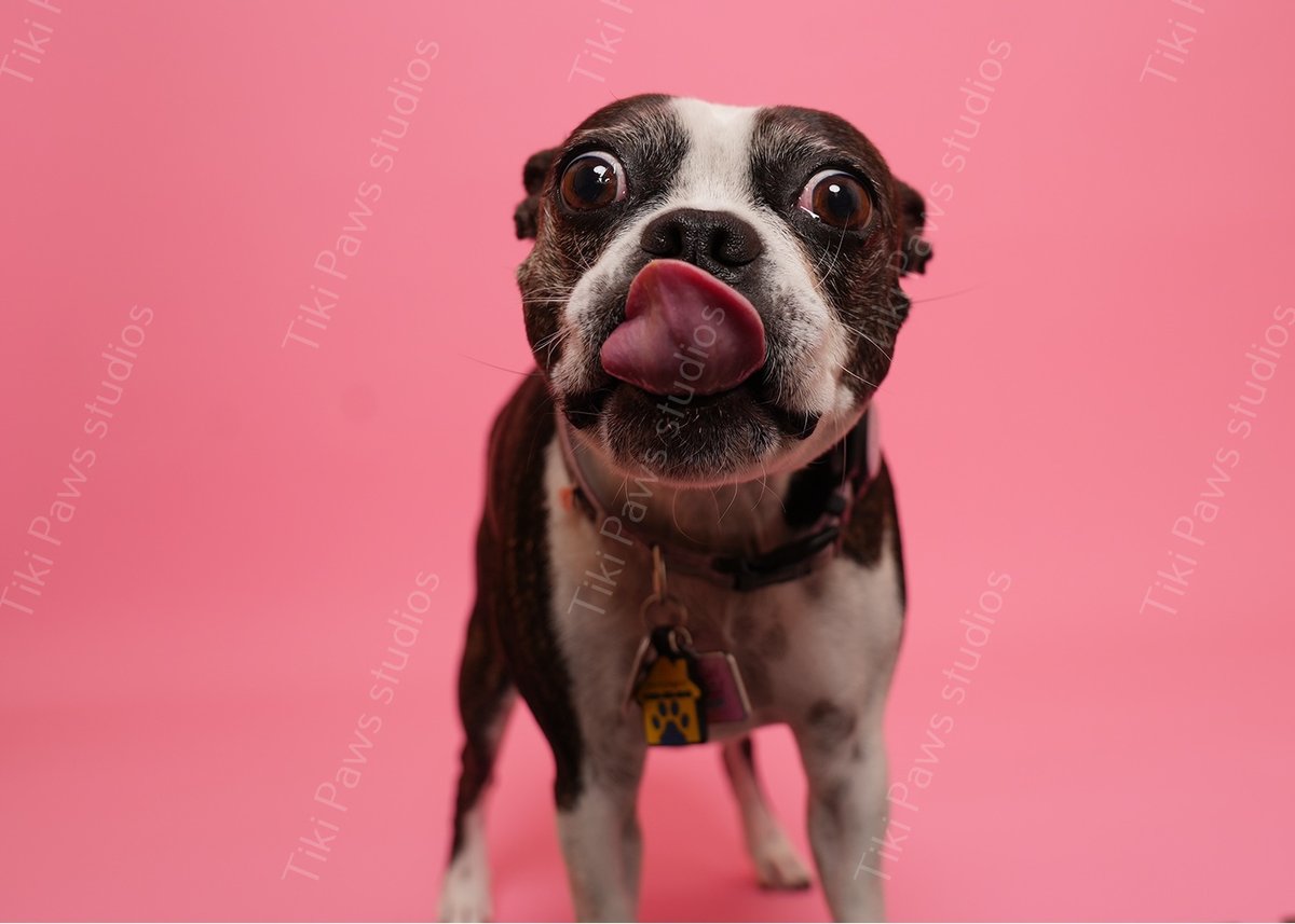 tiki_paws's tweet photo. "Oh my gosh, excuse me miss, but that tongue is serving QUEEN energy 😛👑 This little Boston princess is hitting us with the biggest, sassiest, most adorable blep ever—those wide eyes saying 'I know I'm cute, fight me' and that pink tongue just stealing the entire spotlight!
Cuteness emergency declared on pink alert! Captured with all the love at Tiki Paws Studios 🐾🌸

📸 Shallotte’s go-to for making every good girl feel like a superstar
If this tiny diva just melted your heart (and made you laugh), smash ❤️, drop a 😂, or tell me what sassy thing your girl pup does best in the comments! Tag your friends who live for Boston Terrier attitude 👇

#bostonterrier #bostonterriergirl #bostonterriersofinstagram #bostonterrierlove #tongueout #blep #dogsofinstagram #instadog #dogphotography #petphotography #dogoftheday #cutegirl #princesspup #tikipawsstudios #furbaby #doglover #petsofinstagram #goodgirl #shallottedogs #adorableoverload"