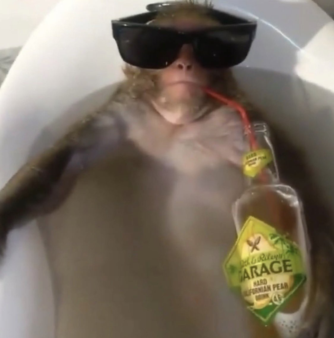 원숭이 아카이브 tweet media