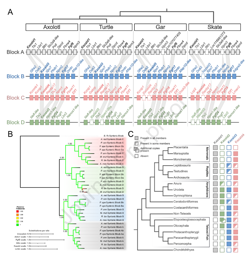 Squalomix4earth's tweet photo. Huge congrats to Sean &amp; Tatiana on their new @iScience_CP paper!

Tracing the Kazald quartet from sharks to tetrapods—a fantastic milestone for Sean’s PhD journey in Europe. Squalomix pride (originating @phyloinfokobe) ! 🦈🧬

https://t.co/5J7SEEADGk https://t.co/UKmuSn4E8t