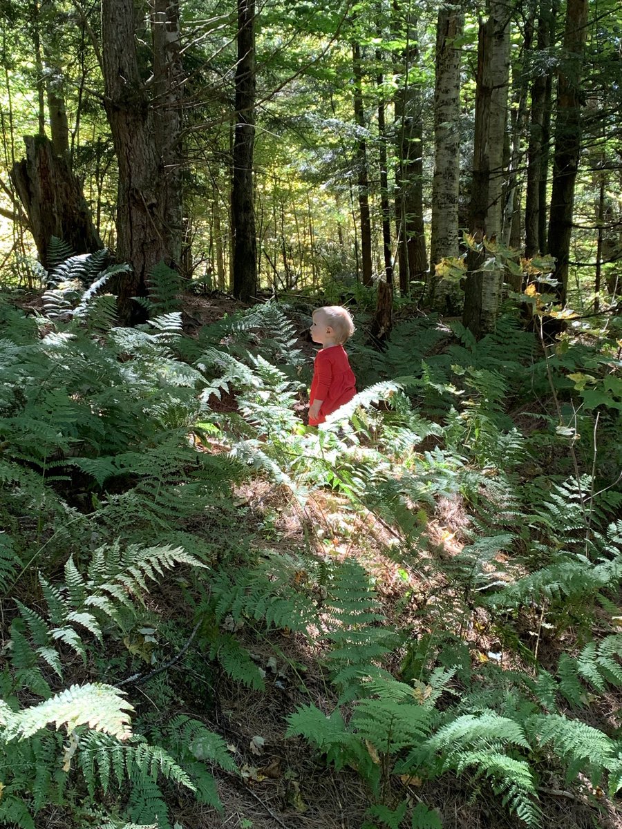 Old Hollow Tree tweet media