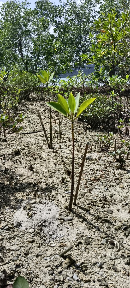 ECLOF_1946's tweet image. Tree Planting Initiative in Philippines becomes ECLOF’s most viewed post of 2025: surpassing 3,500 reads!

Best part: the mangrove seedlings planted are already growing 

Read story: eclof.org/most-viewed-bl…
@ECLOF_1946  

#eclof  #ClimateAction #PartnershipGoals #LifeOnLand