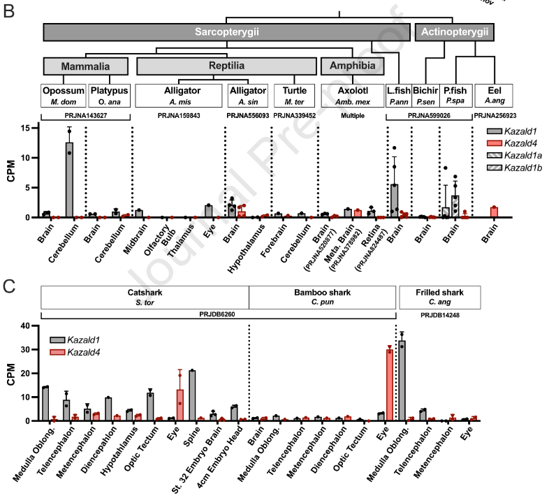 Squalomix4earth's tweet photo. Huge congrats to Sean &amp; Tatiana on their new @iScience_CP paper!

Tracing the Kazald quartet from sharks to tetrapods—a fantastic milestone for Sean’s PhD journey in Europe. Squalomix pride (originating @phyloinfokobe) ! 🦈🧬

https://t.co/5J7SEEADGk https://t.co/UKmuSn4E8t