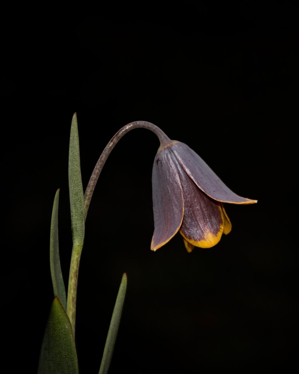 Milli Parklar tweet media