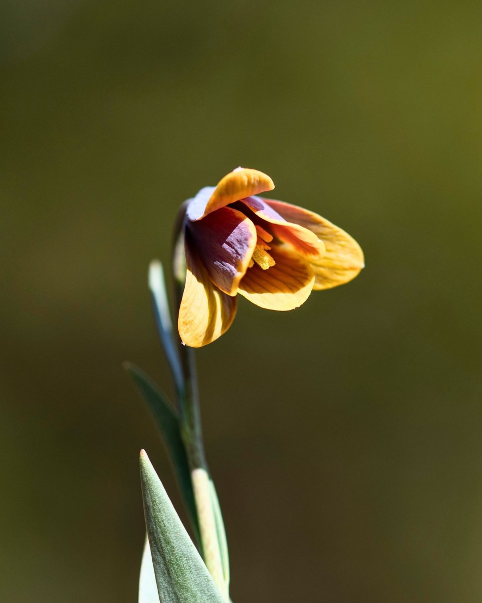 Milli Parklar tweet media