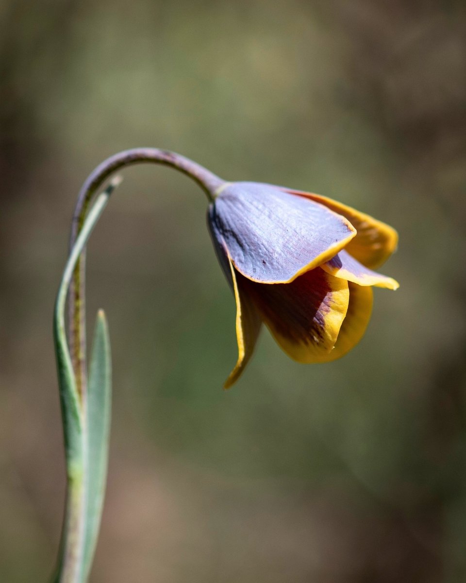 Milli Parklar tweet media