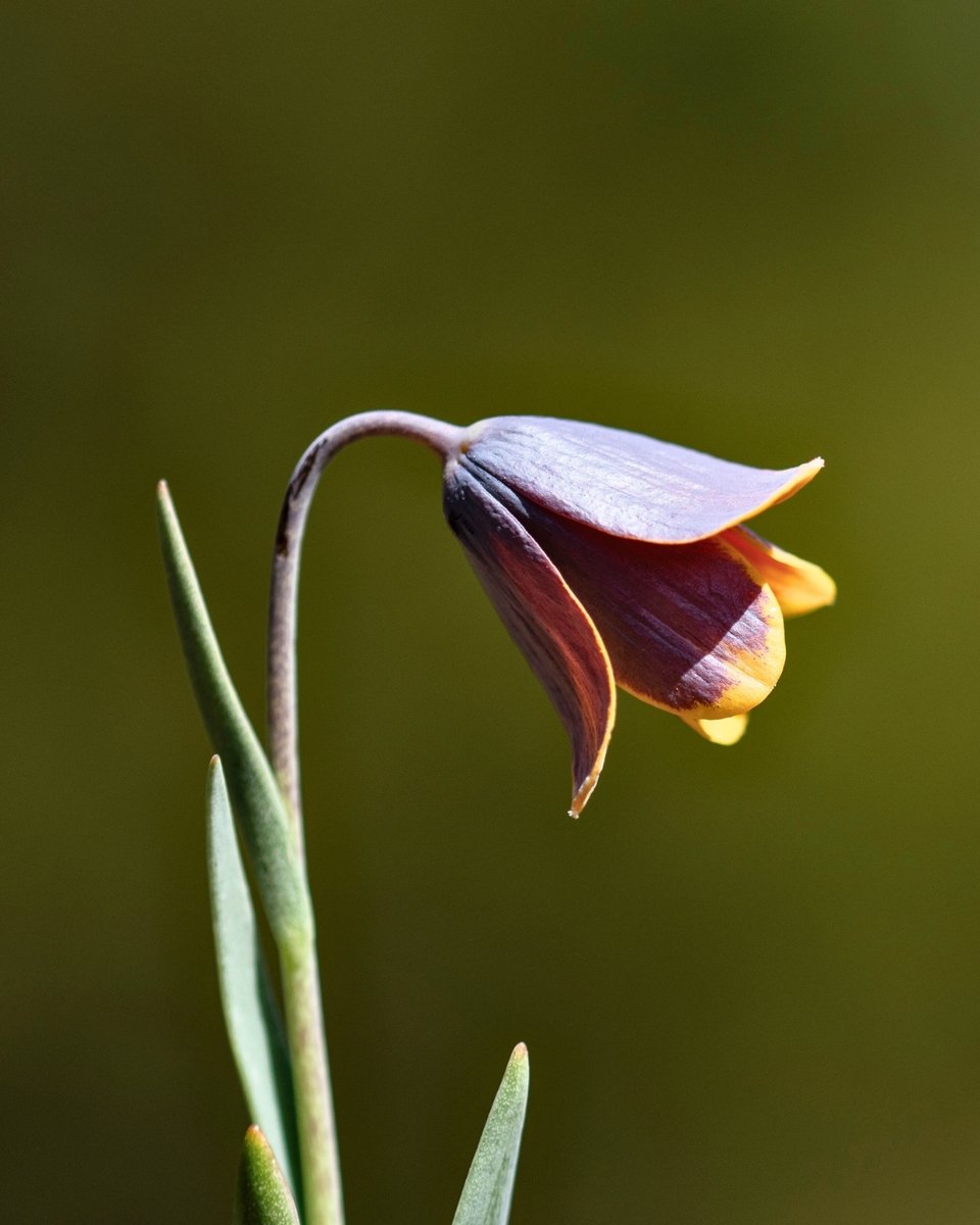 Milli Parklar tweet media