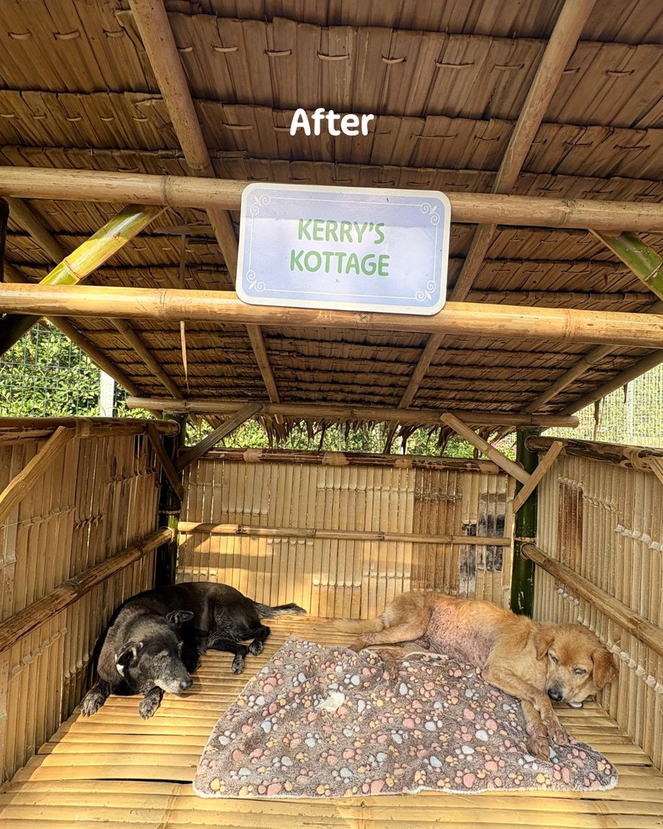 This street dog was trapped alone for days...

She was scared by a truck and fell off a bridge before locals alerted us and we managed to save her.

When we first brought her to the Land she was terrified. Scared of humans and other dogs. She was happiest alone in the corner of a