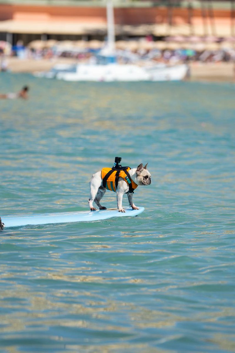 <a href="/DaletheFrenchie/">Dale | The Surfing Frenchie</a> He is the chosen one
