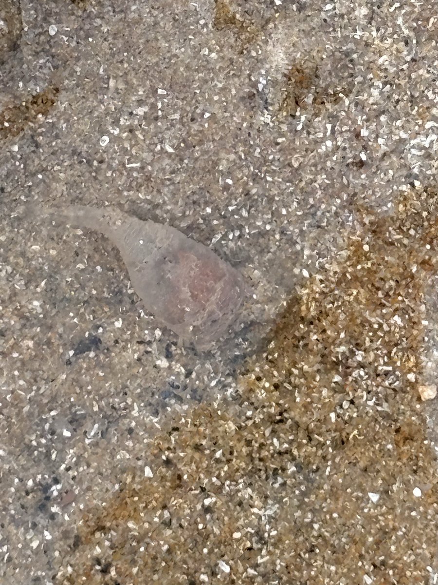 Seeder Wood tweet media