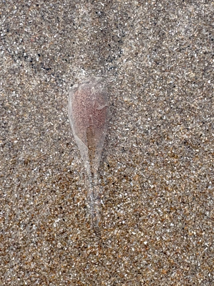 Seeder Wood tweet media