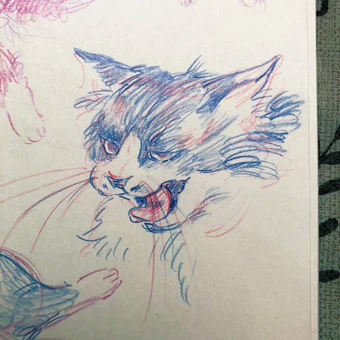 ツラがよくておもろい猫と暮らしています