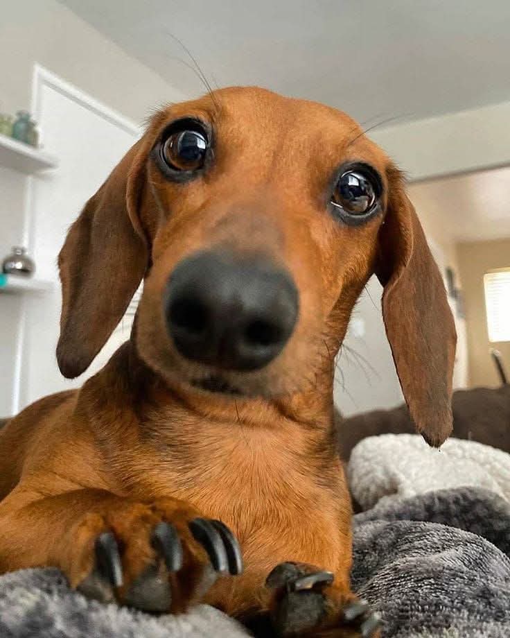 Dachshund__Love's tweet photo. Great Photography ❤️🥰 https://t.co/J9na6TkDoo