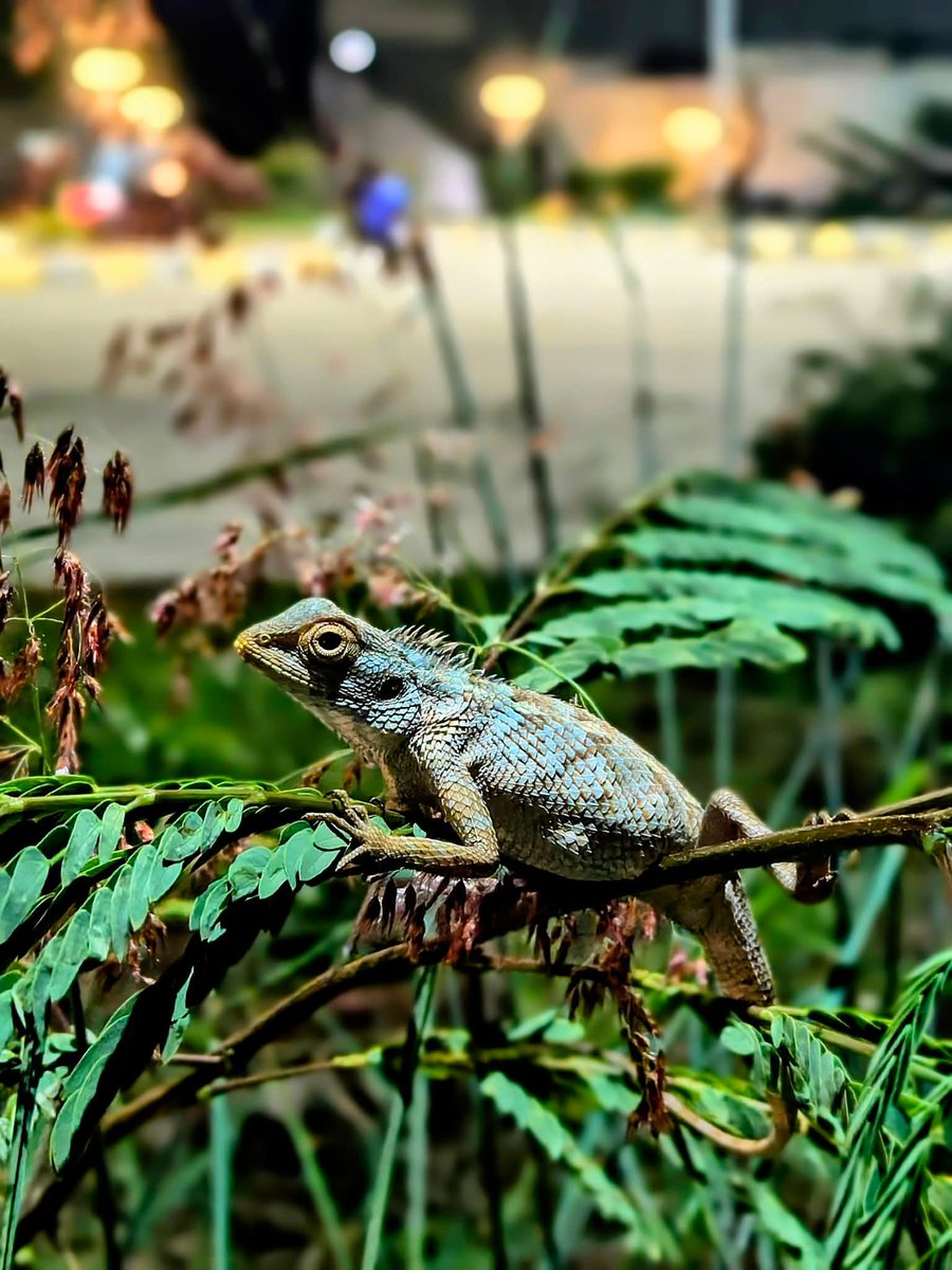 HydUniv's tweet image. The pictures contributed by Abhishek Roychowdhury for the University Calendar 2026

#uohcalendar #calendar2026 #calendars #floraandfauna #pictureoftheday #UoHCampus #wildlifephotography #UNIVERSITY #UOH