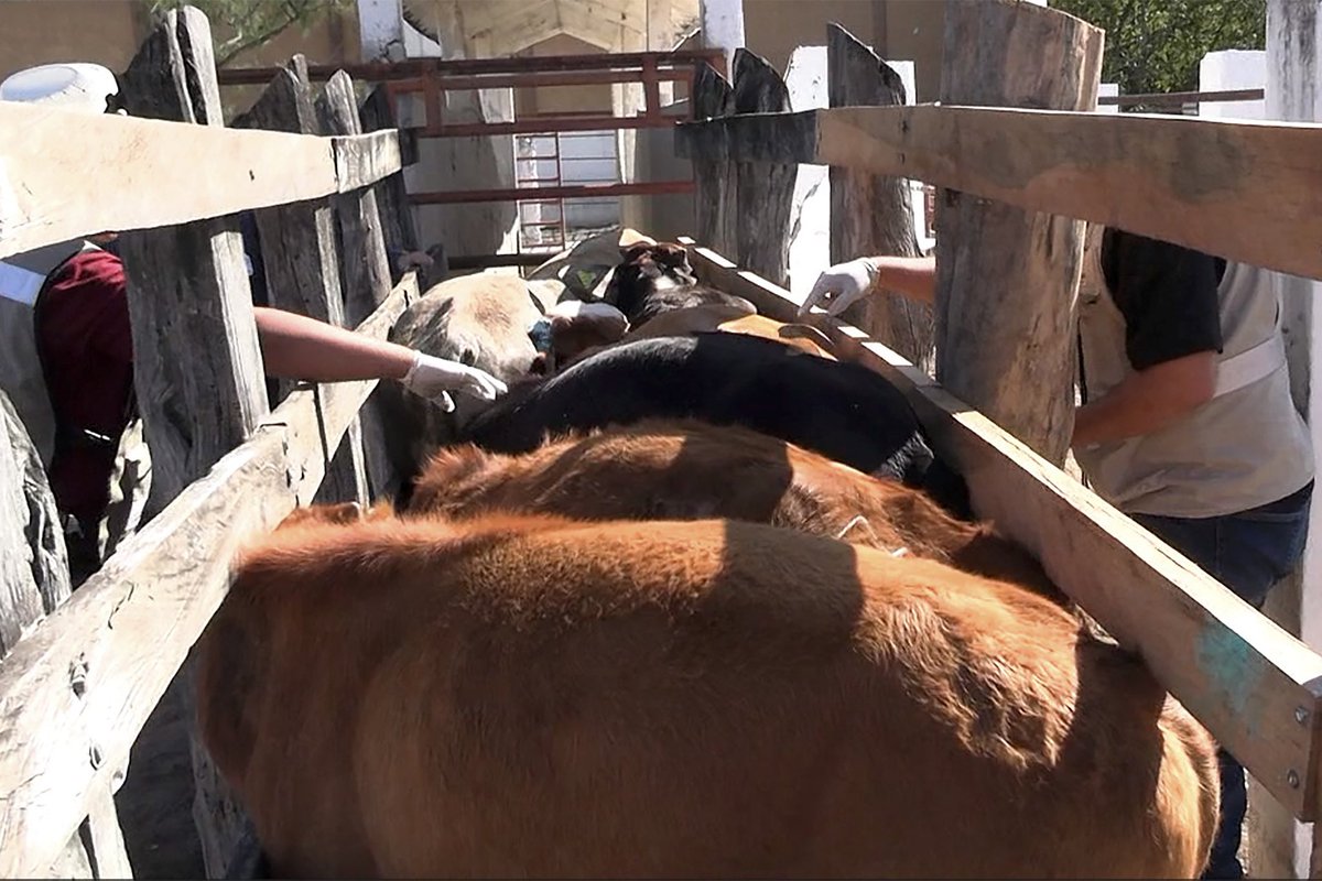 Agricultura_mex's tweet photo. #Comunicado

Disminuyen 86% de casos de gusano barrenador del ganado en Tamaulipas: #AGRICULTURA

•Se reportan sólo 3 casos activos en la entidad y @SENASICA continúa con acciones intensivas para proteger el hato ganadero en la región de la huasteca que comparte con San Luis Potosí y Veracruz
•Más de 350 especialistas se sumaron al operativo contra el #GBG en Tamaulipas, lo que permite sostener las acciones de vigilancia, atención y control en campo

https://t.co/n66bqq9CM7