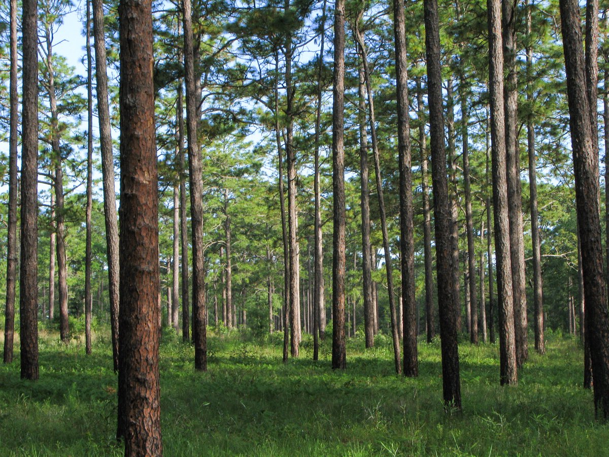 Brookgreen Gardens tweet media