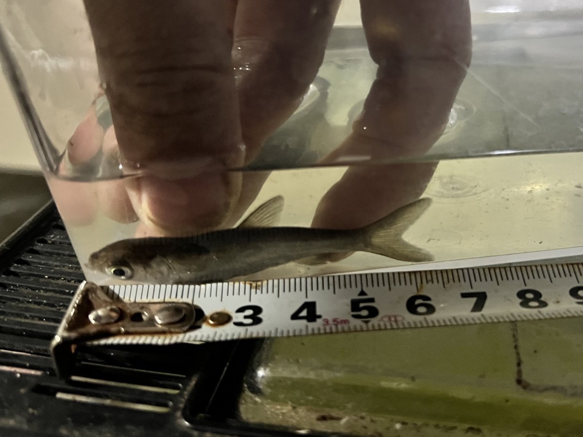 ハクレン、微生物たっぷりのドブカスプラケに入れて家にいる時は1時間毎に餌与えてたらしっかり伸びてる
プランクトン食の魚は大変ですね