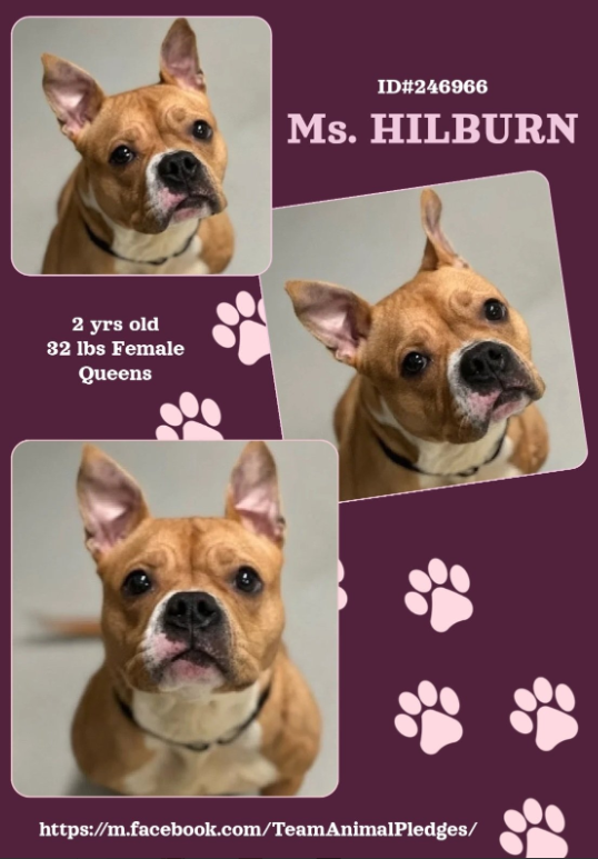 Ms Hilburn🥰
#NewDogontheBlock 
nycacc.app/#/browse/246966 
#AdoptMe 

She wonders what fresh HELL this is... 
Shocked to be abandoned &amp; alone 

This tiny little girl just wants security 
Someone to talk baby talk, spoil her &amp; love her 
Please go slow, she is traumatized 

Think of