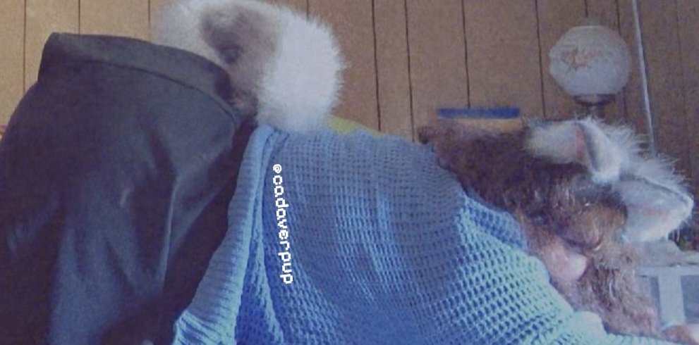 ☆ areli ! ☆ tweet media