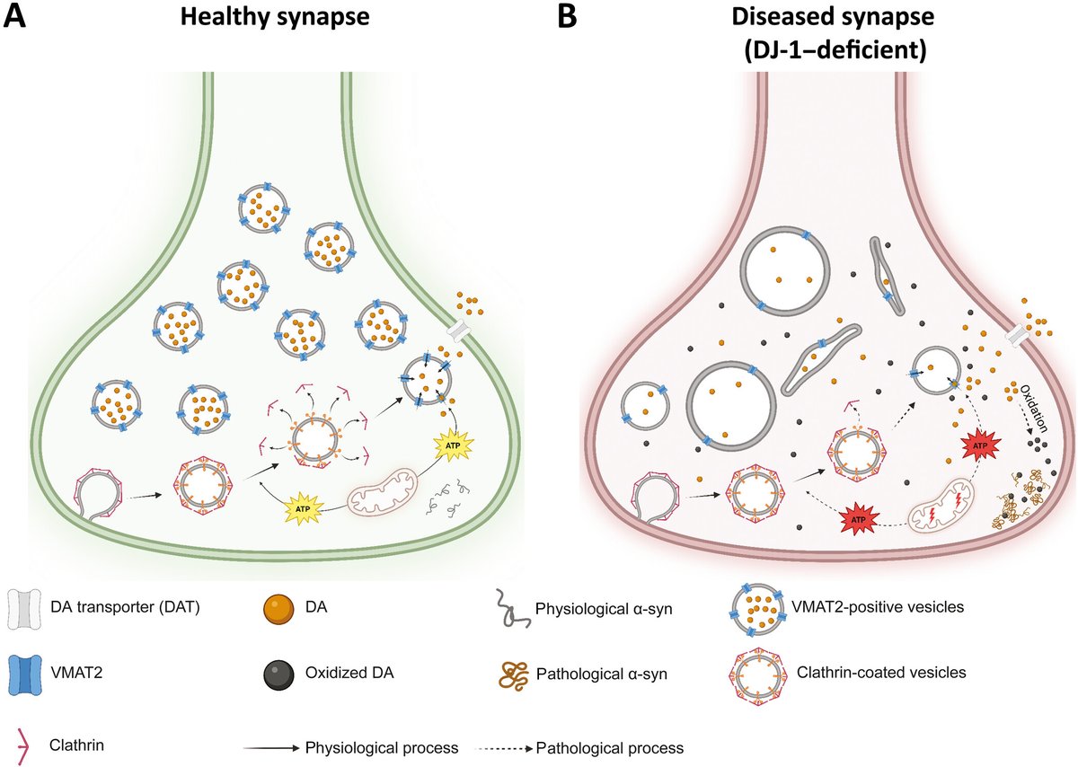 The Science of Parkinson's tweet media