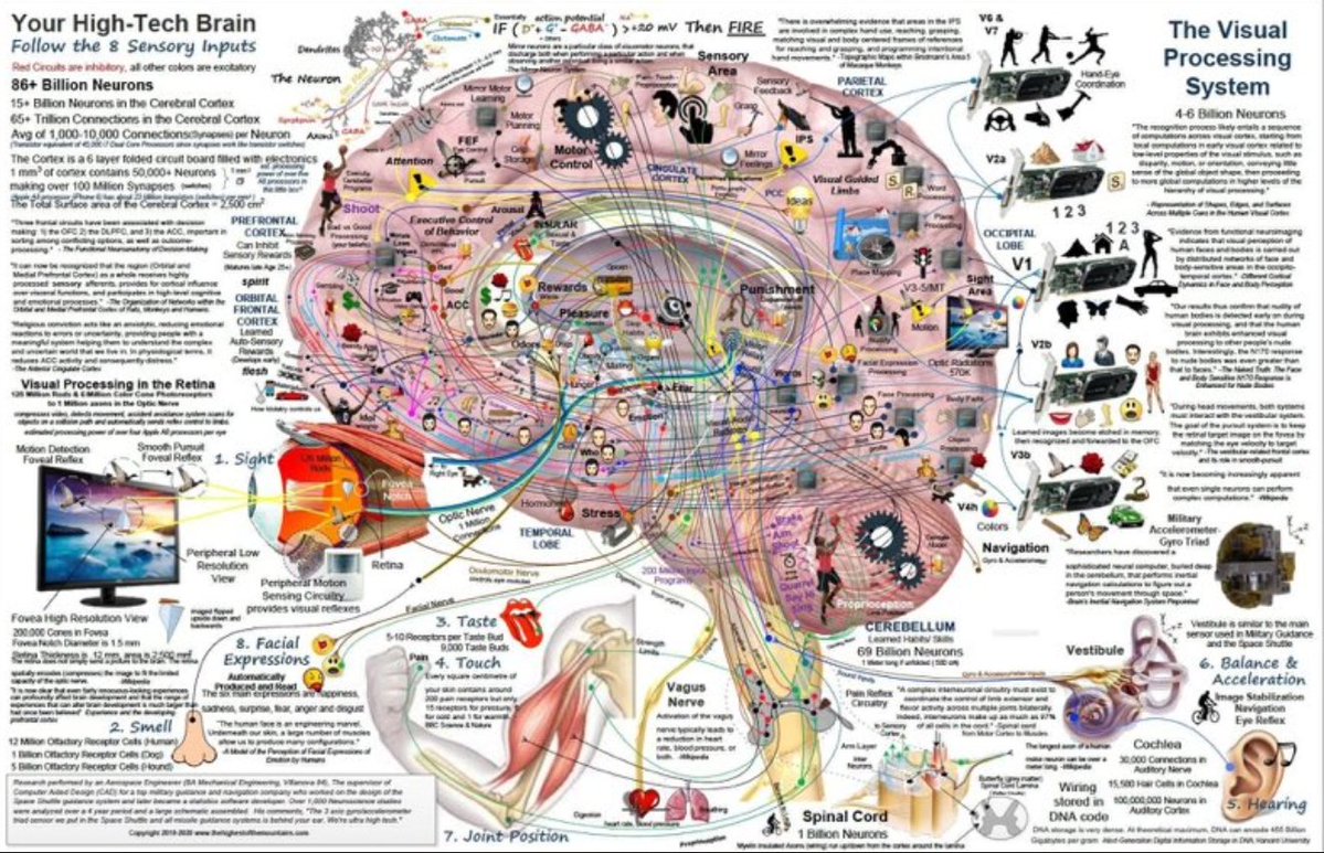 Las funciones del cerebro en una imagen