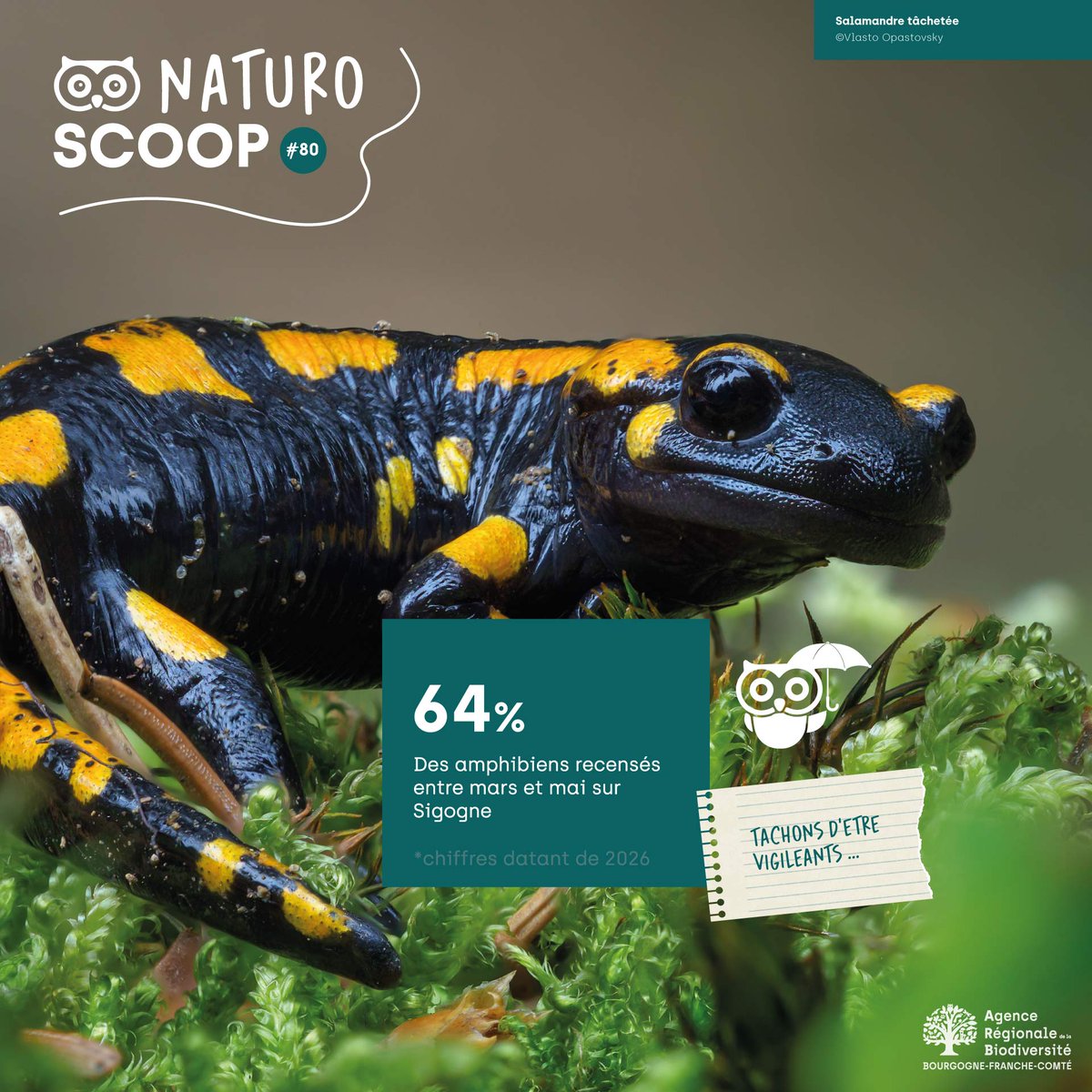 ARB_BFC's tweet photo. NaturoScoop :   Une publication ludique de l'Observatoire Régional de la Biodiversité BFC

➡️1 chiffre clé pour mieux connaitre la #biodiversité 

https://t.co/IefEuA37tU https://t.co/eOr1mGJPOG