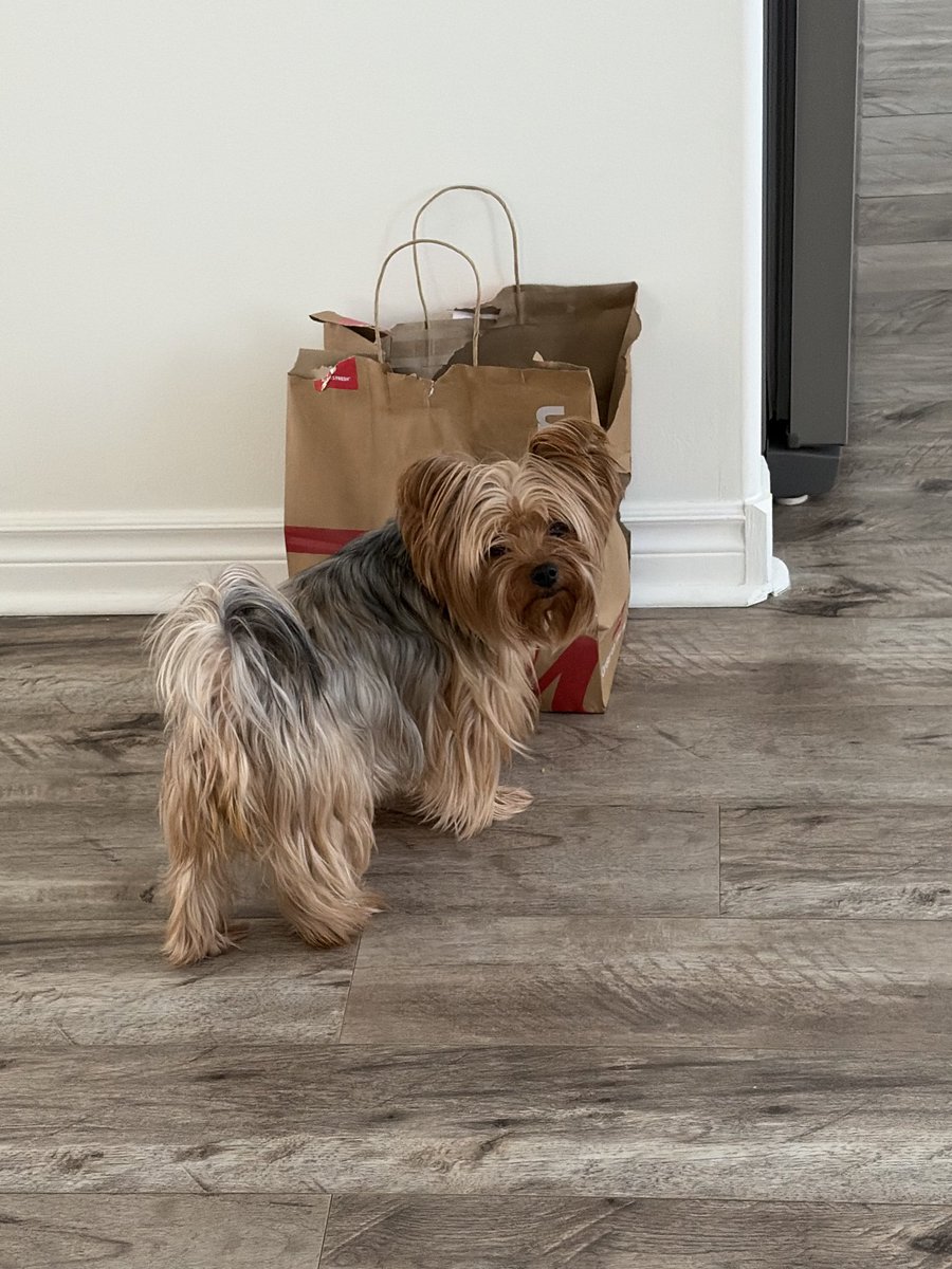 frich19's tweet photo. When your humans order you old fashion plain timbits for a treat but @TimHortons sends birthday cake instead = pure sadness https://t.co/a153Z8yZZk