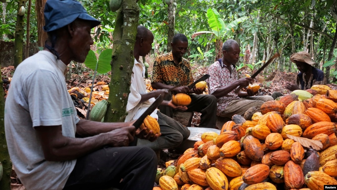 From October 2025, the World Market Price of cocoa began to drop. While the price was declining, COCOBOD continued to sell the beans until the price fell below US$6,400 per tonne, which is the cost of transporting cocoa from the farmer to the port. #AtoForsonSpeaksOnCocoa