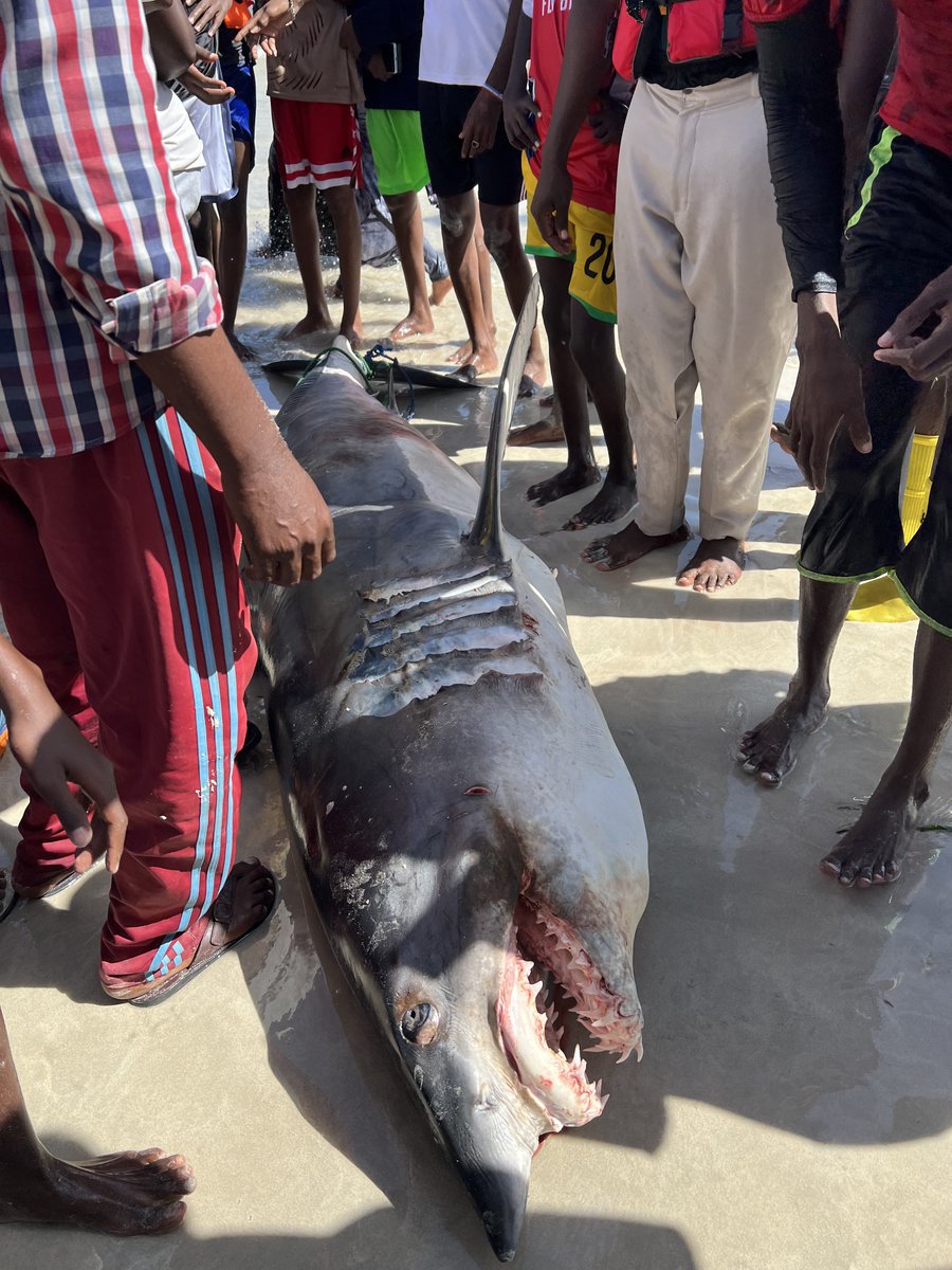 Untamed Borders tweet media